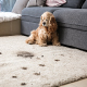 carpet cleaning in bronx, carpet cleaning in new york, carpet cleaning bronx, carpet cleaners in bronx, carpet cleaners in new york, commercial carpet cleaning, commercial carpet cleaning in bronx, bronx rug cleaners, rug cleaning services in bronx, same day carpet cleaning, same day rug cleaning